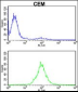 KPNB1 Antibody (N-term)